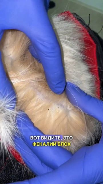 Как понять, что у вашей кошки блохи? смотреть онлайн