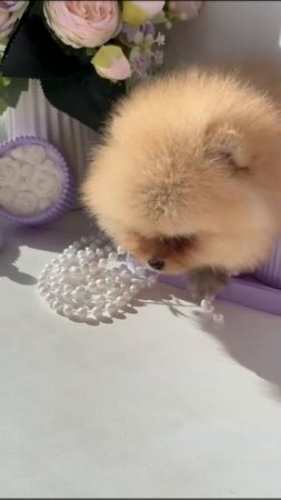 #pomeranian