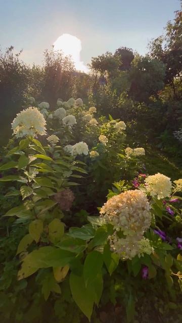 А Вы заметили Вспышку Солнца 🫣#садтатьяны#рассвет#со? смотреть онлайн