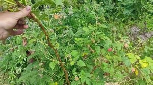 Малина Мария любимаый сорт