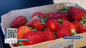 Ольга Филипченко: Фестиваль клубники будет интересен и детям, и взрослым