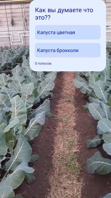 Выращивание овощей осенью #землядел #garden
