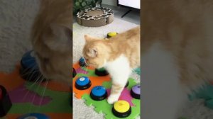 Кот разговаривает с помощью говорящих кнопок 🫣 #talkingca