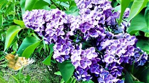 LILAC PINC РОЗОВАЯ СИРЕНЬ