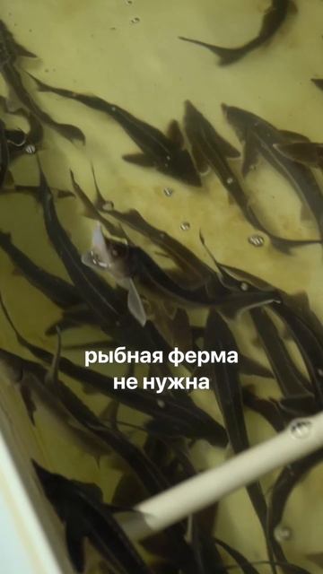 Никогда не делайте ЭТО при разведении рыбы. Главная ОШИБКА рыбоводов #рыба #бизнес #бизнесидеи смотреть онлайн
