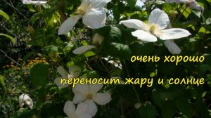 Клематисы. Лесная Опера