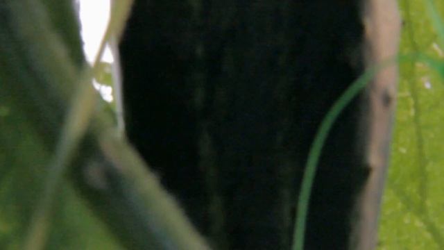 2013.08.05_ОГ Олег Елисей Теплица Качели огурчики цветочки смотреть онлайн