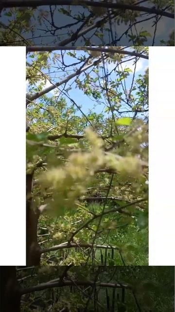 Зацвела белая шелковица!!!The white mulberry blossomed!!!