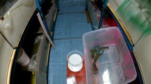 Разведение австралийских раков. Определение пола, болезни, фитофильтр.