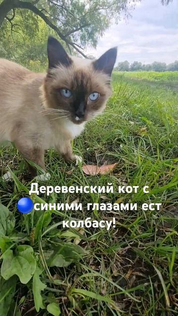 Деревенский кот с 🔵синими глазами ест колбасу! #кот #д смотреть онлайн