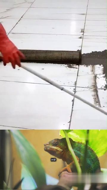 Уникальные адаптации животных к среде обитания #shorts #ш смотреть онлайн