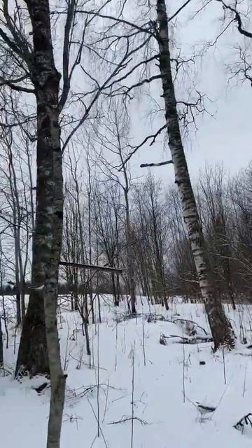 все березы в чаге! #леснойскобарь #запасыскобаря #лес # смотреть онлайн