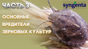 | ЗЕРНОВЫЕ ЧАСТЬ 3 | Основные вредители зерновых культур и меры борьбы с ними |SYNGENTA |