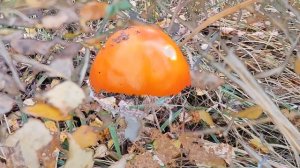 собираем мухоморы - грибы долгой жизни!!!#мухоморныйми?