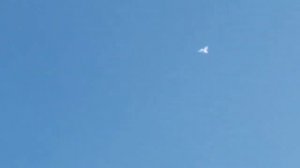 Андижанские голуби, игра(бой) белой голубки на посадке.