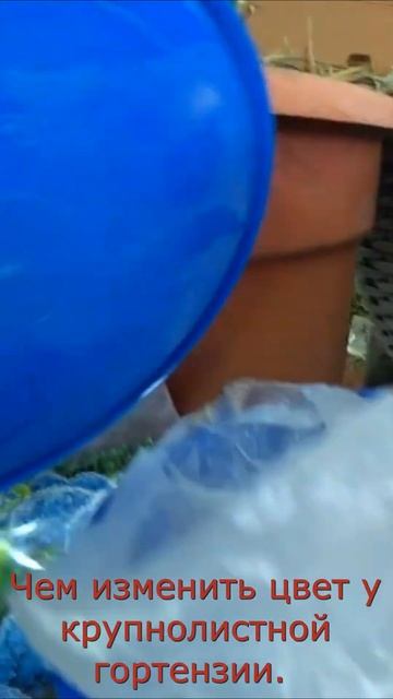 Чем изменить цвет у крупнолистной гортензии #shorts смотреть онлайн