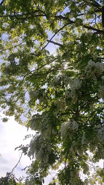 Акация #акация #деревня #весна #цветы смотреть онлайн