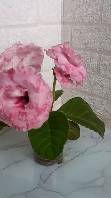 #глоксиния #геснериевые #глоксиниипочтой #купитьглокс