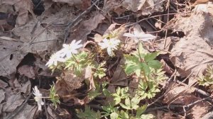 spring flowers  парки белки утки шмели 🌼 🌼 🌼 🌺 🌺 🌺 🌹🌹🌹 flowers 💐💐💐белые первоцветы цветы