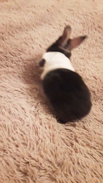 Кролик Бакс-Бани смотреть онлайн