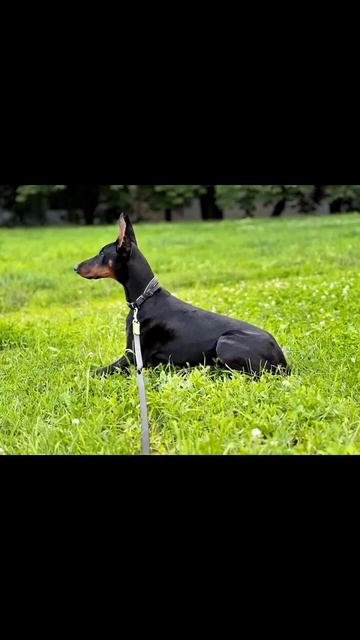 Помните малыша Конора?🥰 Теперь вот какой красавчик растет😍 #щенки #shortvideo #shorts #doberman смотреть онлайн