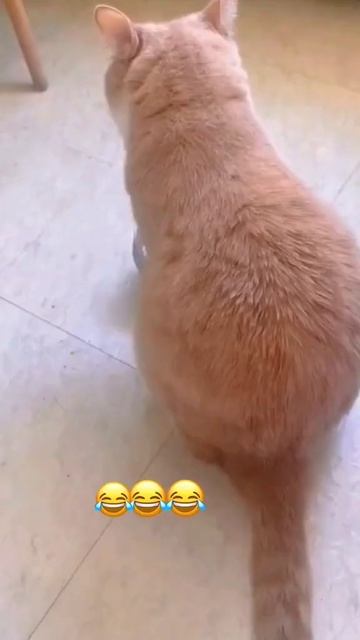И Вам доброе утро🤬🤬🤬 #кот #cat #киса #будильник #доброеутро #приколы #юмор #позитив #смешно #жиза