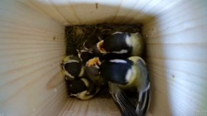 Синицы кормят птенцов Мучным Червём