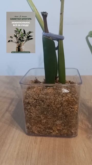 Реанимация КЛУБНЕЙ замиокулькаса БЕЗ КОРНЕЙ смотреть онлайн