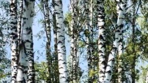 Песня "Во поле берёза стояла"