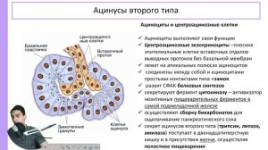 Поджелудочная железа |  Пищеварительная система |  Частная гистология