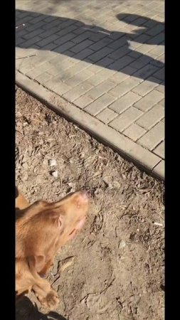 Хаммер
