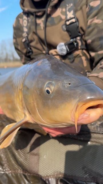 Сазан 10+ ранней весной #fish #fishing #catch смотреть онлайн