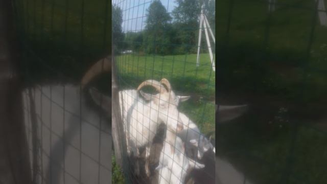 Смешные видео.Козлы смотреть онлайн