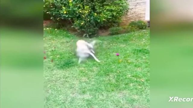 ОБЯЗАТЕЛЬНО ПОСМОТРИ ЭТО, ТУТ НЕТ КАРТИНКИ НО ЕСТЬ КРУ смотреть онлайн