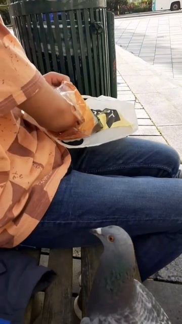 Ручные голуби едят с рук. смотреть онлайн