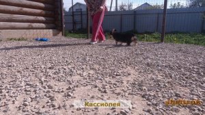 Щенок вельш-корги в 4 месяца по кличке Кассиопея.