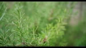 Музыка и кадры сливаются в мощный поток ощущений - Music -- A. Cooper -- A.