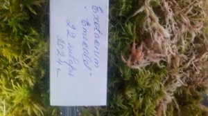 🌳 Как сохранить и вырастить живой мох сфагнум зимой