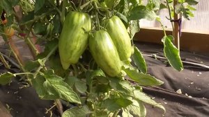 Эти помидоры я есть не буду!