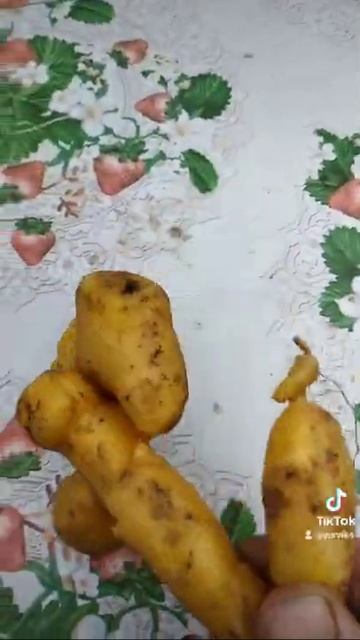 картошка из семян смотреть онлайн