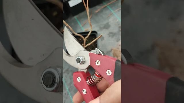 Весенняя обрезка гортензий ✂️ смотреть онлайн