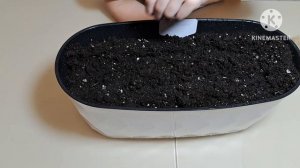 Сажаем комнатные растения из семян. Часть 1.