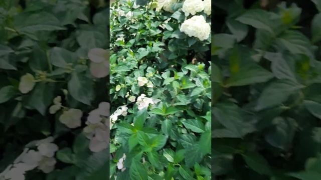 Гортензия Френчь болеро Продажа 2025 смотреть онлайн