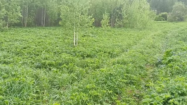 Земельный участок г. Горно-Алтайск СТ Афганец смотреть онлайн