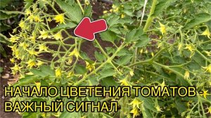 🌸🍅 КАК ТОЛЬКО ТОМАТЫ ЗАЦВЕЛИ - НАЧИНАЮ ПОДКАРМЛИВАТЬ ЭТИМИ 2-МЯ ПРЕПАРАТАМИ 🍅🌸