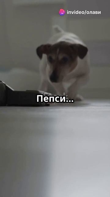 Пепси против пылесоса — финальная дуэль 🐶🤖 смотреть онлайн