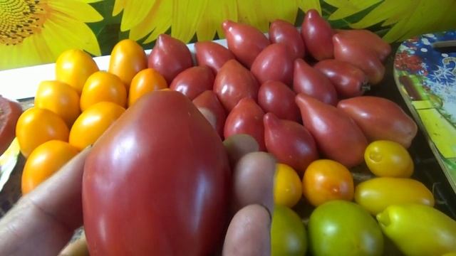 Томатный Гном Десперадо для получения раннего урожая в открытом грунте. Обзор, дегустация.