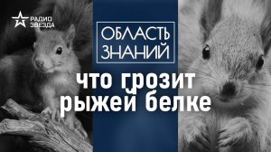 Почему белки умирают, не дожив до весны? Лекция биолога Натальи Носовой