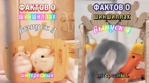50 интересных фактов о шиншиллах - выпуски 3 и 4