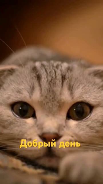 #доброеутро #доброе #добрыйдень #cat #подпишись смотреть онлайн